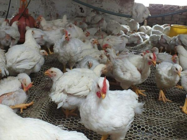 青島康地恩對雞住白細胞原蟲病的防治