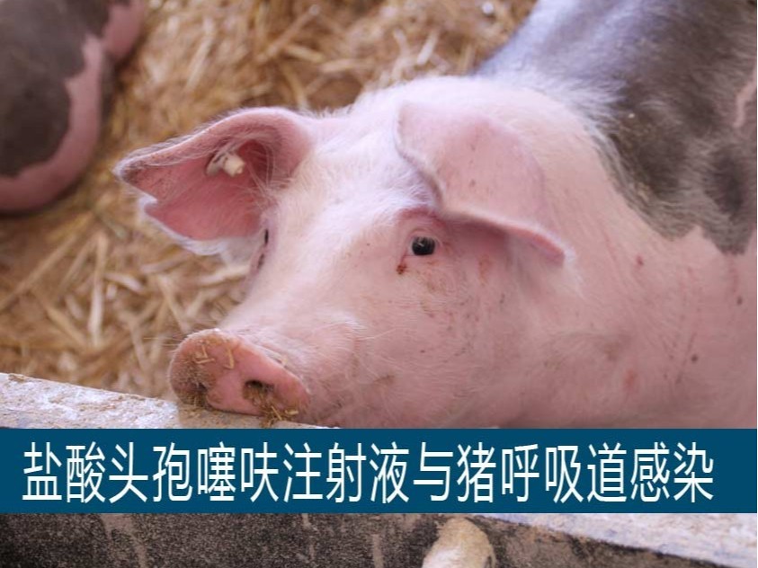 鹽酸頭孢噻呋注射液在豬呼吸道感染的應用【康地恩養豬】