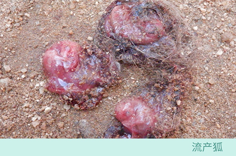 流產狐-青島康地恩