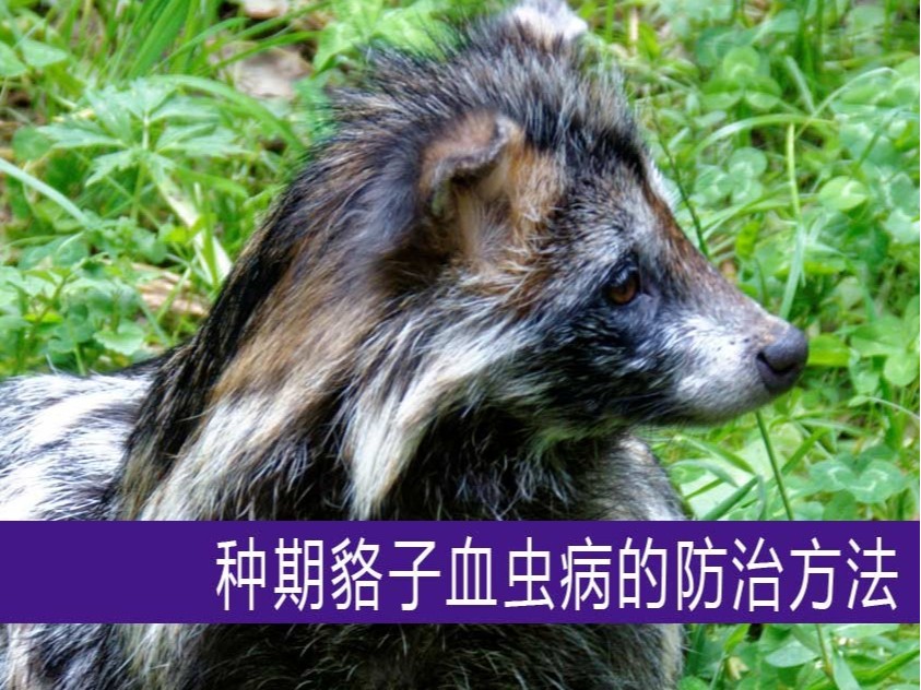 種期貉子血蟲病的防治方法【康地恩特養(yǎng)】 種期貉子血蟲病的防治方法【康地恩特養(yǎng)】
