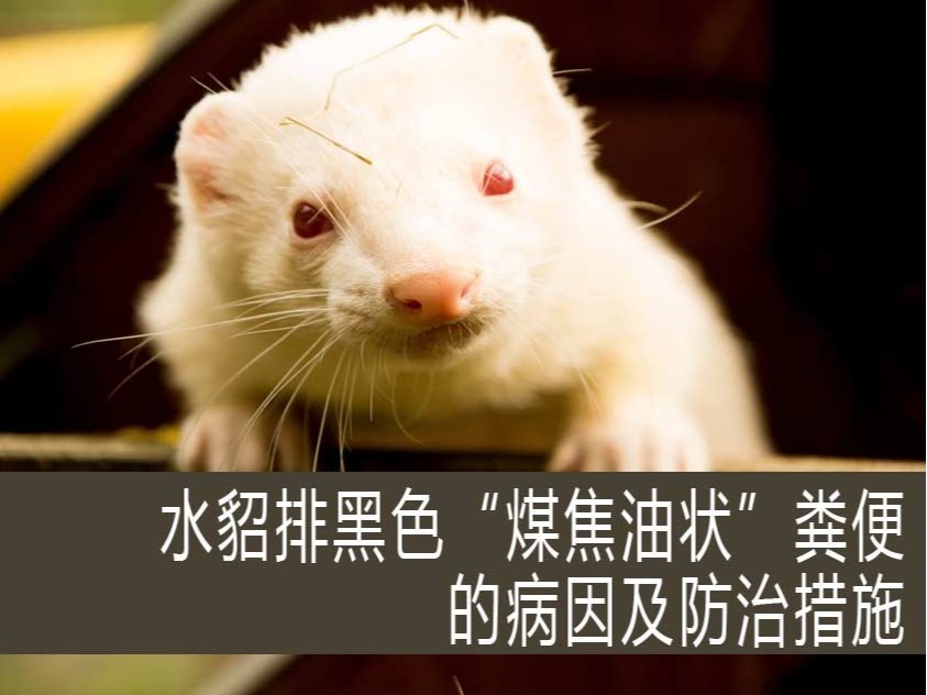 水貂排黑色“煤焦油狀”糞便的病因及防治措施? 【康地恩特養(yǎng)】 水貂排黑色“煤焦油狀”糞便的病因及防治措施? 【康地恩特養(yǎng)】