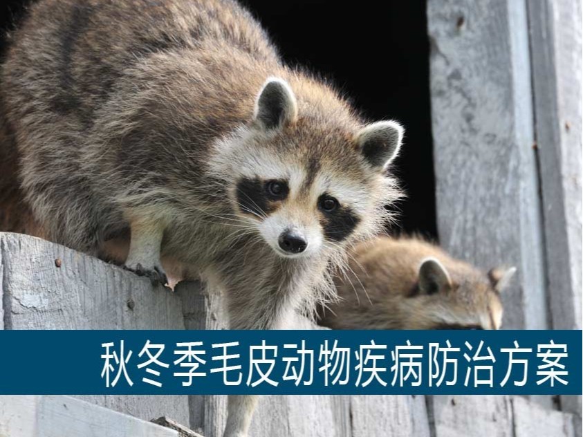 秋冬季毛皮動物疾病防治方案【康地恩特養(yǎng)】 秋冬季毛皮動物疾病防治方案【康地恩特養(yǎng)】