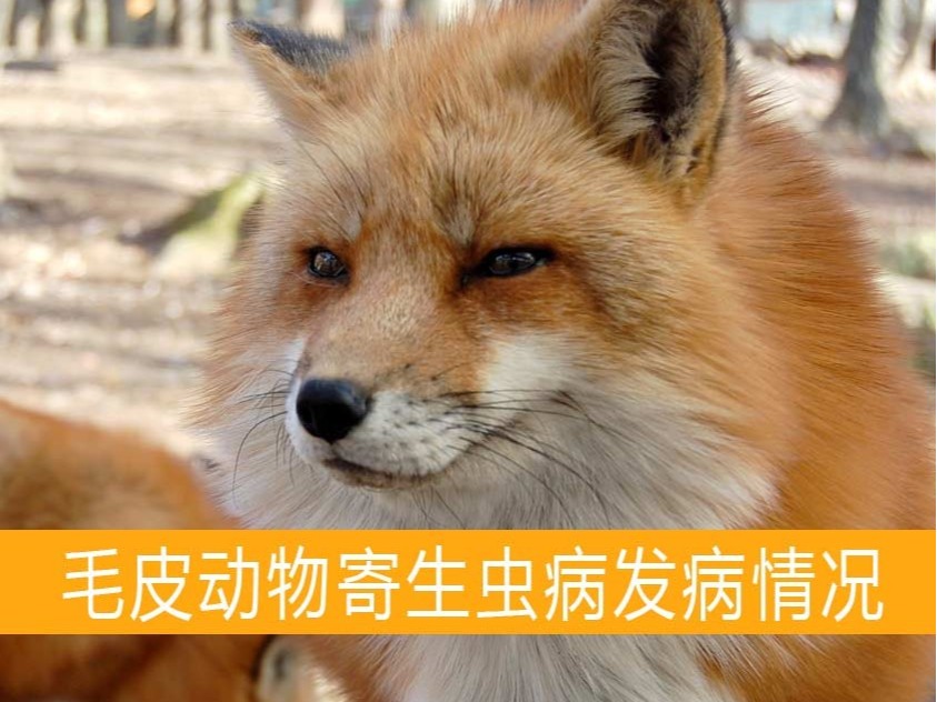 貂狐貉兔毛皮動物用藥廠家批發-青島康地恩