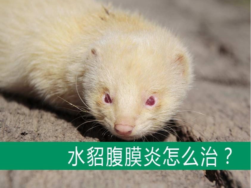 貂狐貉兔毛皮動物用藥廠家批發-青島康地恩