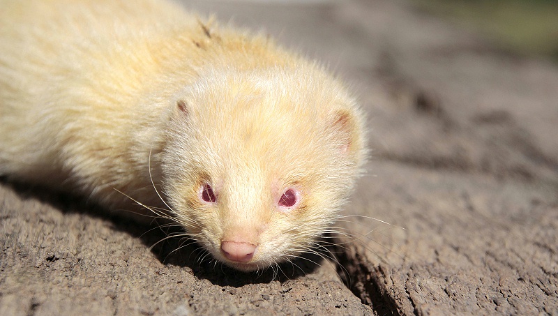 貂狐貉兔毛皮動物用藥廠家批發-青島康地恩