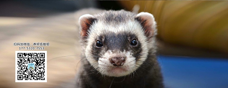 營養(yǎng)缺乏或過量對(duì)水貂的影響【康地恩養(yǎng)貂】