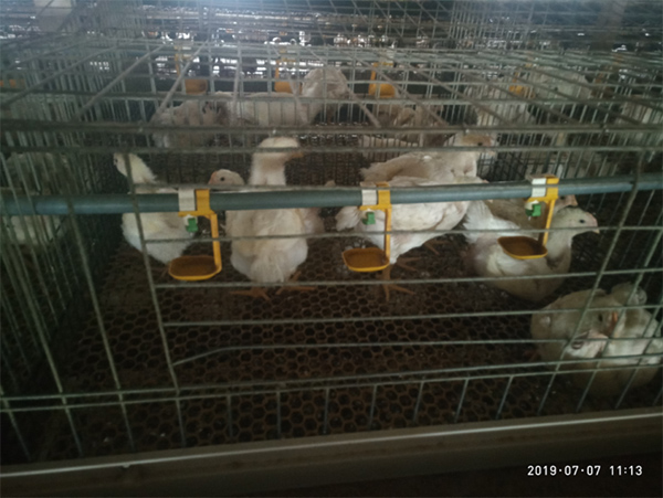 雞群瘦弱、大小不勻