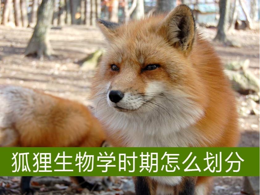 狐貍生物學時期怎么劃分？【康地恩毛皮養殖】