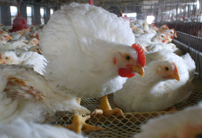 康地恩淺談白羽肉雞308例腸毒綜合癥的臨床診治體會