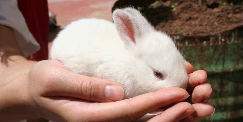 【康地恩-養兔】兔巴氏桿菌病的防治