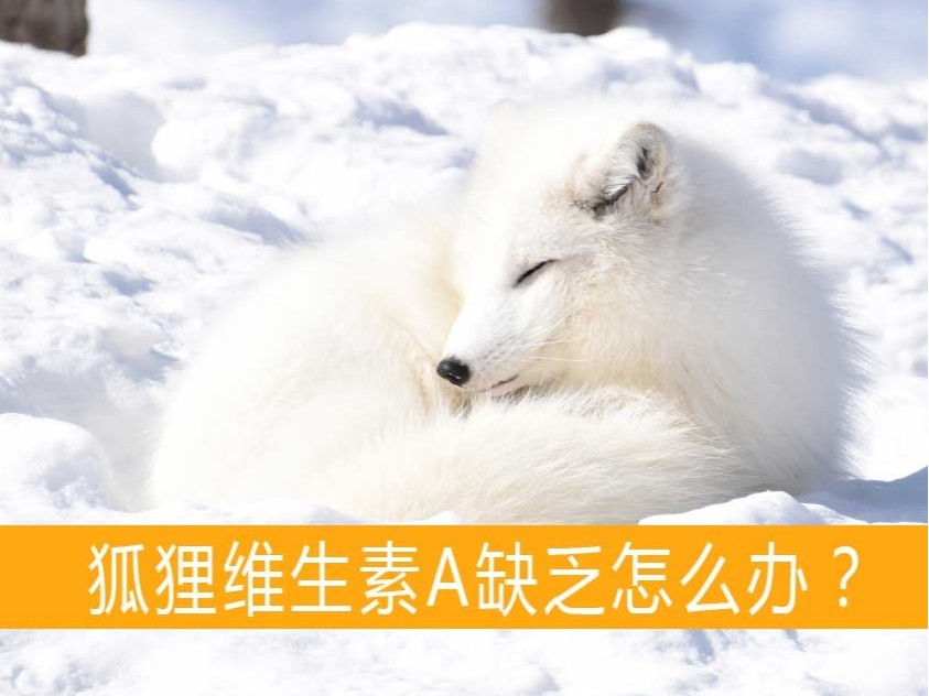 狐貍維生素A缺乏怎么辦？【康地恩貂狐貉飼養】