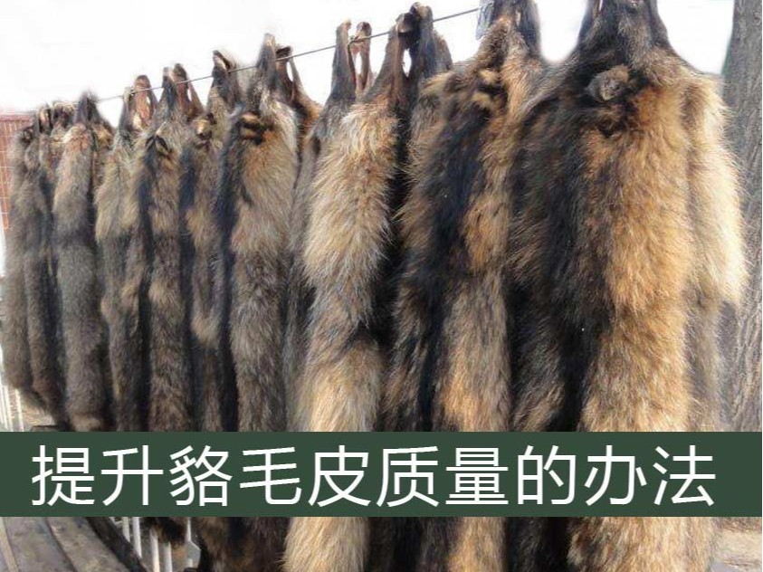 提升皮貉毛皮質量的辦法【康地恩養貉】