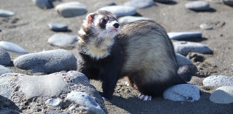毛皮動物用藥廠家批發-青島康地恩