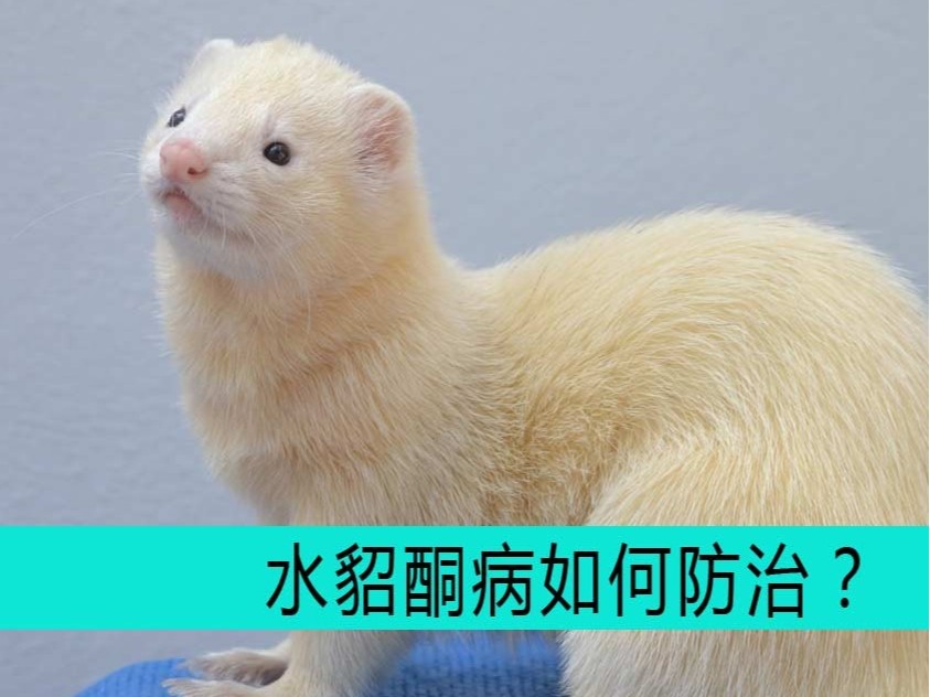 毛皮動物用藥廠家批發-青島康地恩