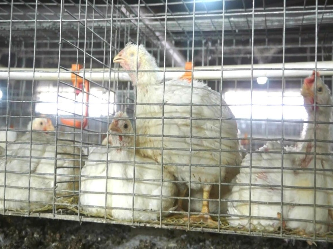 籠養肉雞球蟲感染