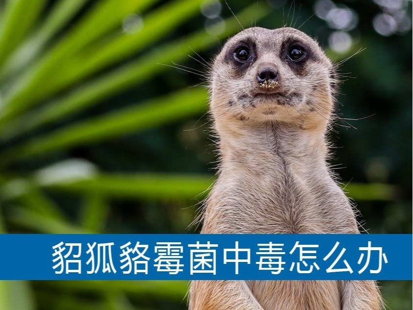 水貂狐貍貉子霉菌中毒怎么辦？【康地恩養(yǎng)貉】