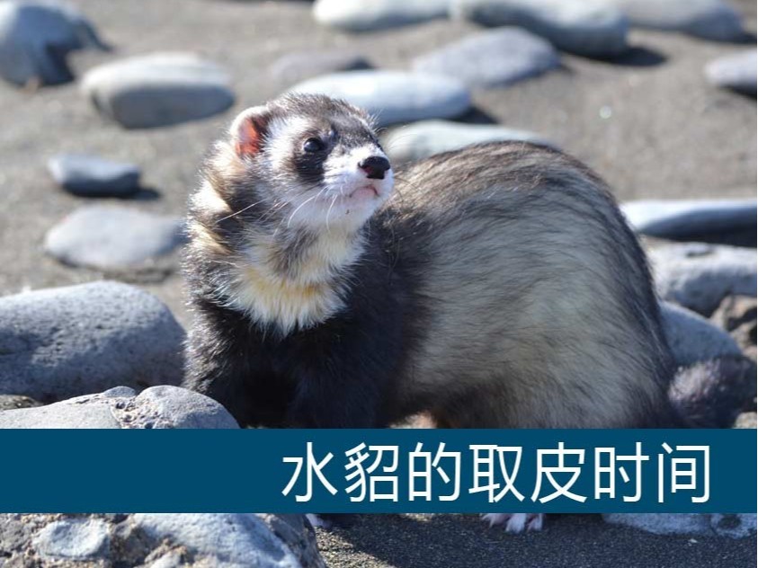 水貂的取皮時間【康地恩毛皮動物養殖】