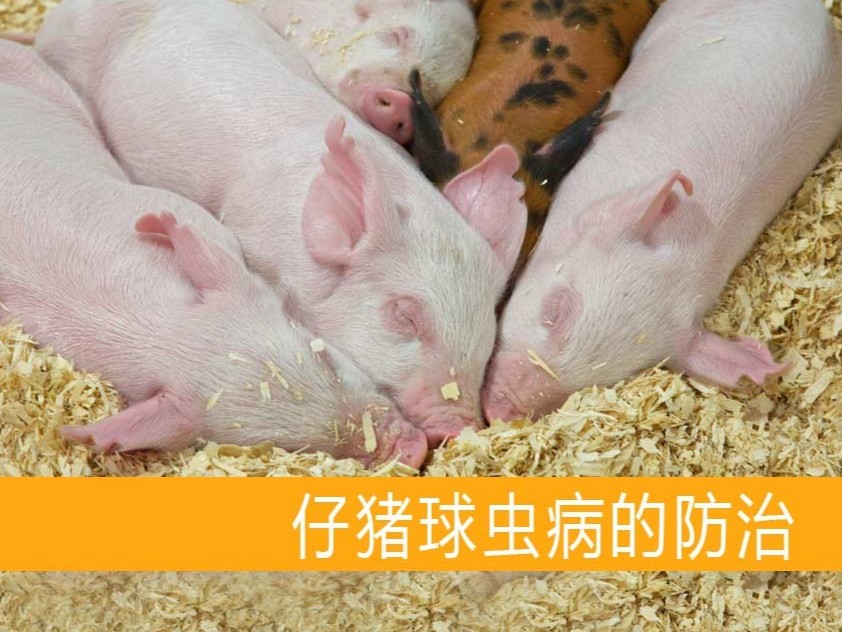 仔豬球蟲病的防治【康地恩養豬】