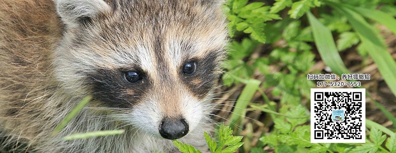 貉子胃腸炎怎么治？【康地恩毛皮動物用藥批發】