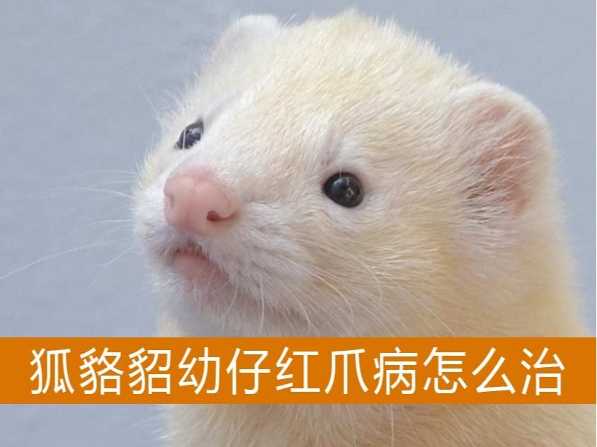 狐貉貂幼仔紅爪病怎么治【康地恩特養】