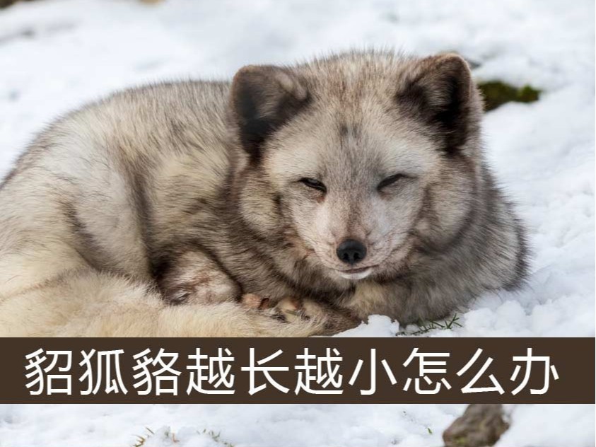 .貂、狐、貉越長越小怎么辦【康地恩特養(yǎng)】
