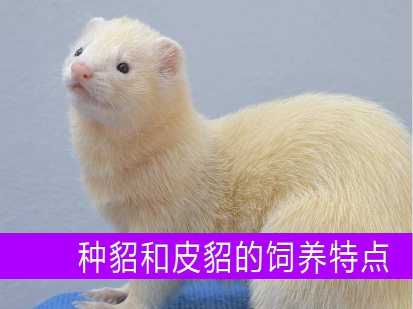 種貂和皮貂在飼養(yǎng)上各有什么特點(diǎn)？【康地恩養(yǎng)貂】
