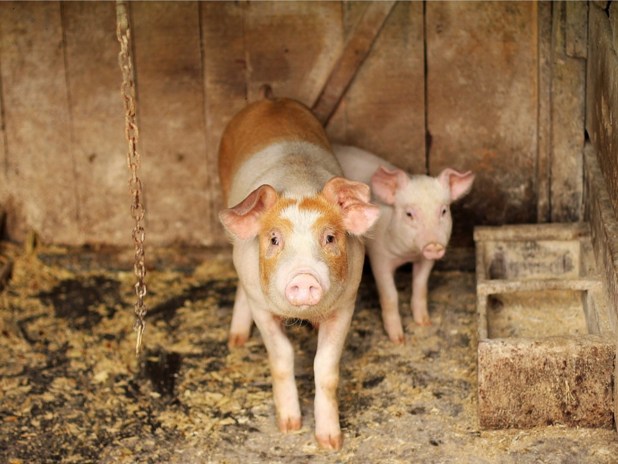 【青島康地恩】豬場消毒十大誤區