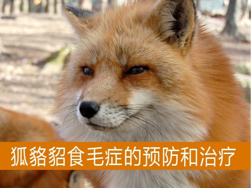 康地恩-毛皮動物食毛癥怎么預防和治療