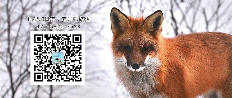 康地恩狐貍巴氏桿菌病用藥批發