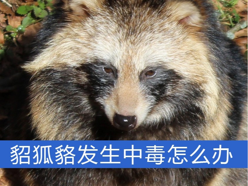 貂、狐、貉發生中毒怎么辦？【康地恩特養】