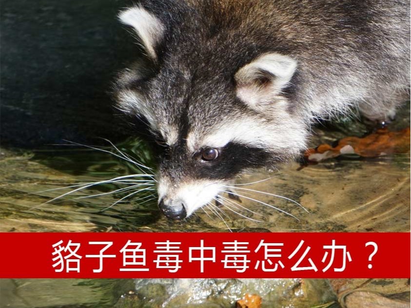 貉子魚毒中毒組胺中毒怎么辦？【康地恩養(yǎng)貉】