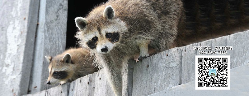 關(guān)于貉準(zhǔn)備配種期的飼養(yǎng)【康地恩毛皮動(dòng)物養(yǎng)殖】