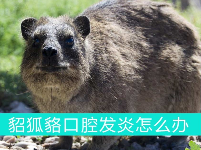 貂狐貉口腔發(fā)炎怎么辦？青島康地恩幫您忙