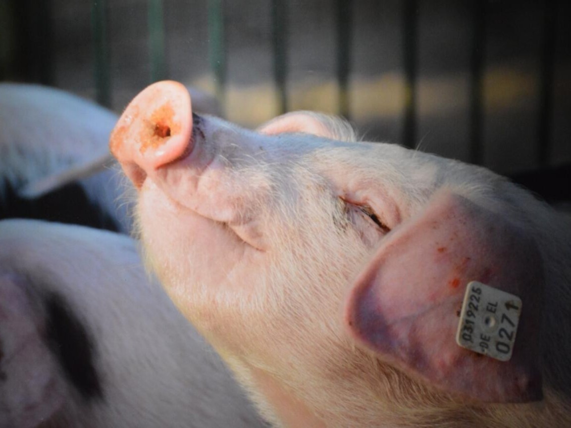 豬藍耳病病毒、支原體肺炎、回腸炎、猝死癥