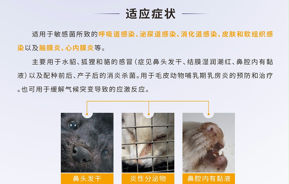 貂、狐、貉等毛皮動物腦膜炎、心內膜炎的防治用藥廠家批發-青島康地恩2