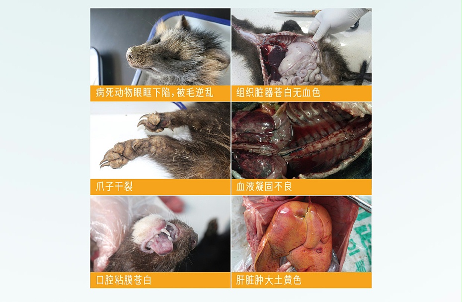 毛皮動(dòng)物的血蟲病鹽酸多西環(huán)素可溶性粉青島康地恩專賣3 毛皮動(dòng)物的血蟲病鹽酸多西環(huán)素可溶性粉青島康地恩專賣3