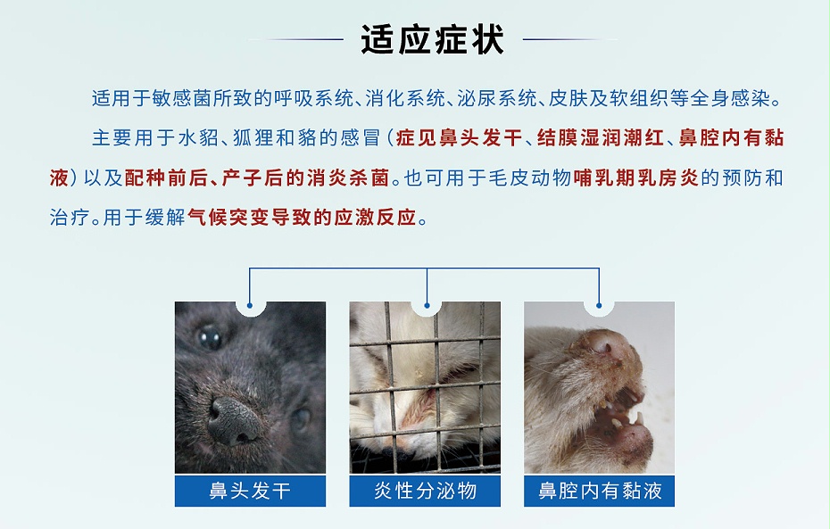 貂狐貉感冒、消炎殺菌、乳房炎藥廠家-青島康地恩-2